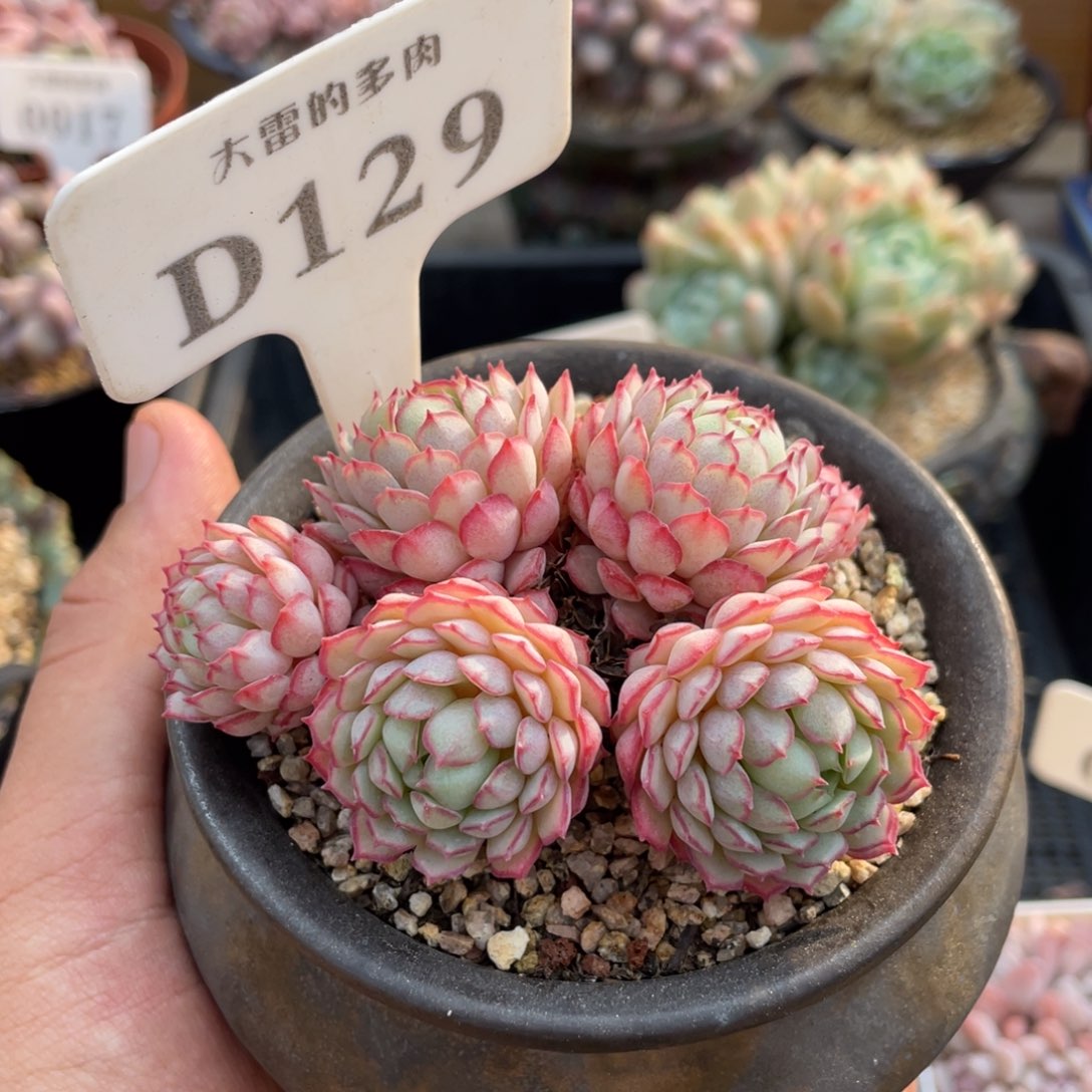 129小红船不带盆8厘米