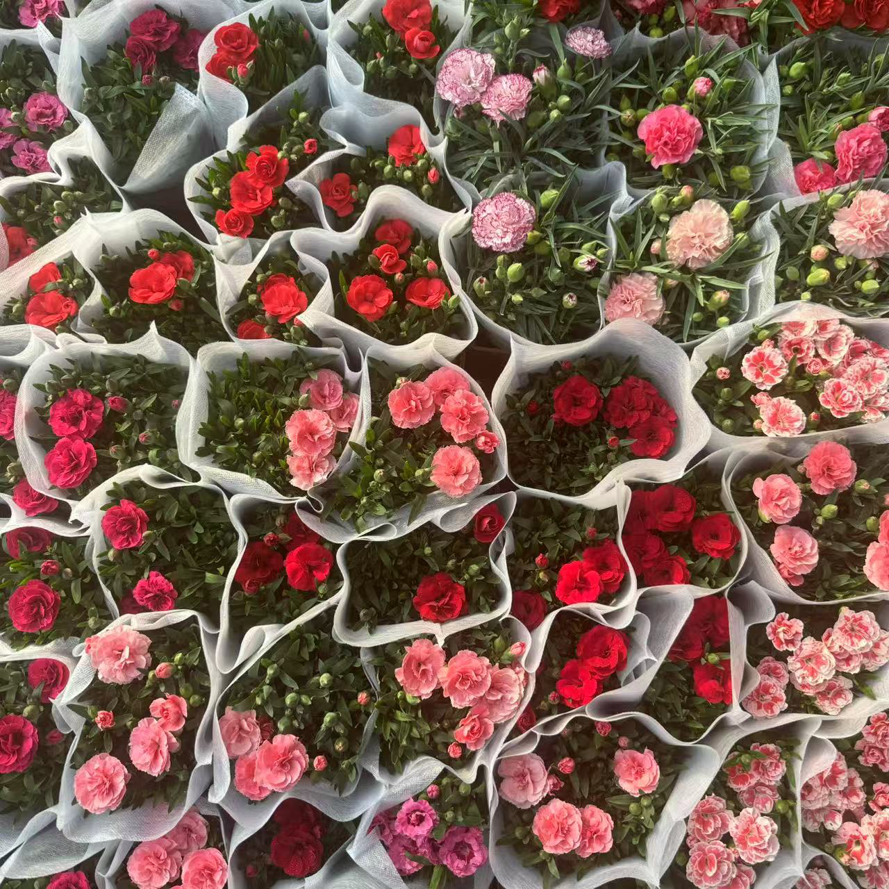 奥斯卡康乃馨耐寒冬冬季室外阳台混色多年生四季开