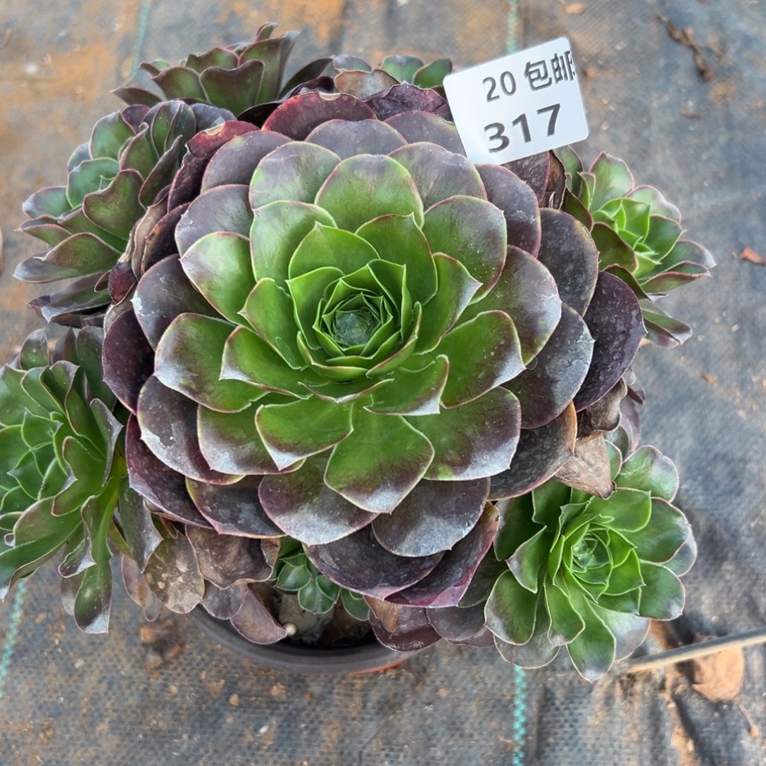 317魅金，满20包邮嘟叮熊