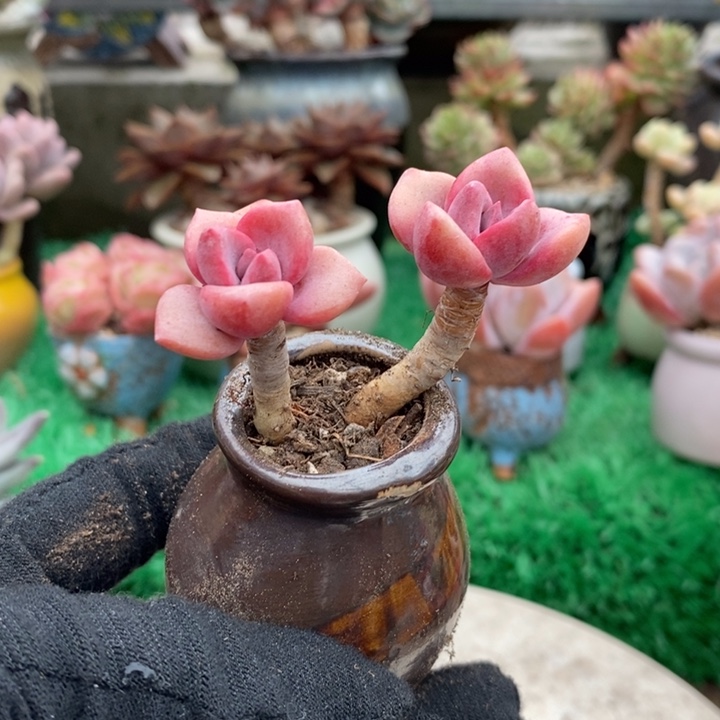 彩虹糖带盆土多肉
