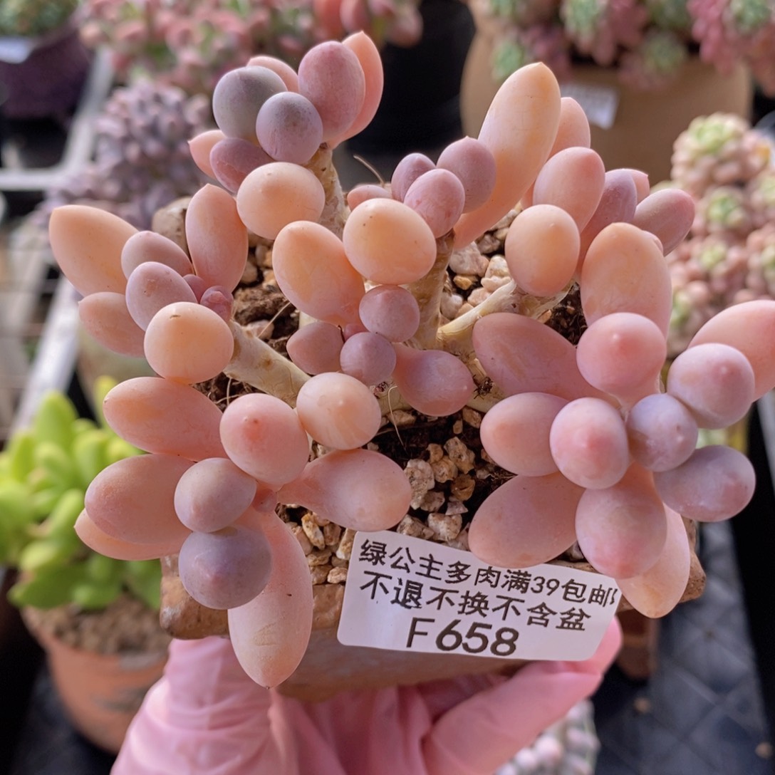 香水手指奶9cm658多肉植物