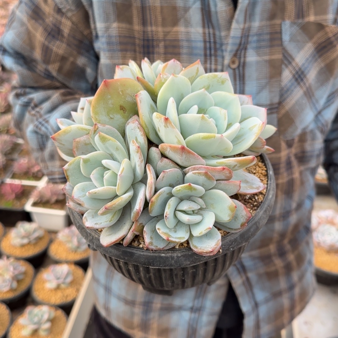 -***y153。       奶茶七头多肉