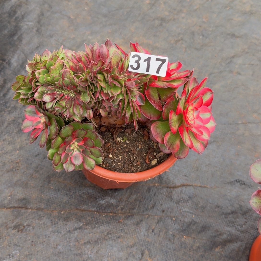 317多肉植物荔枝缀