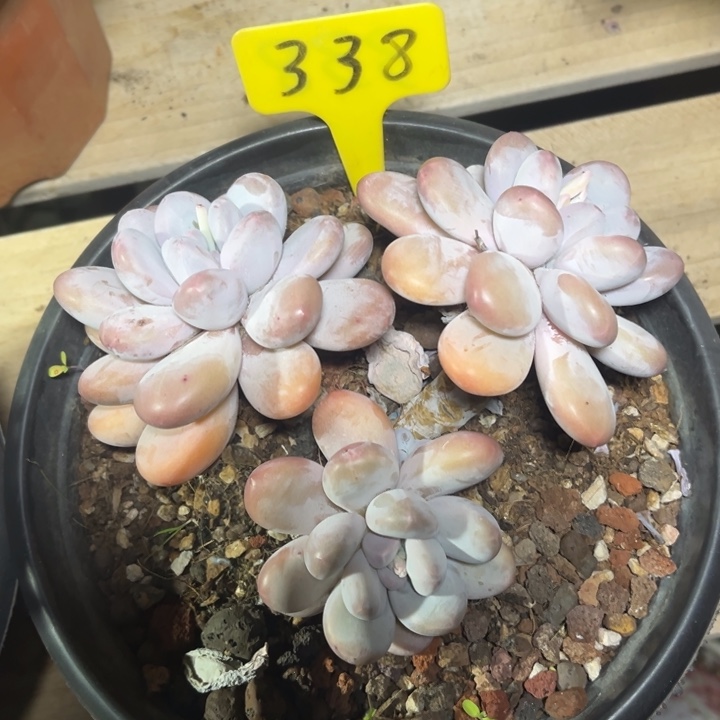 香水多肉植物3 3 8