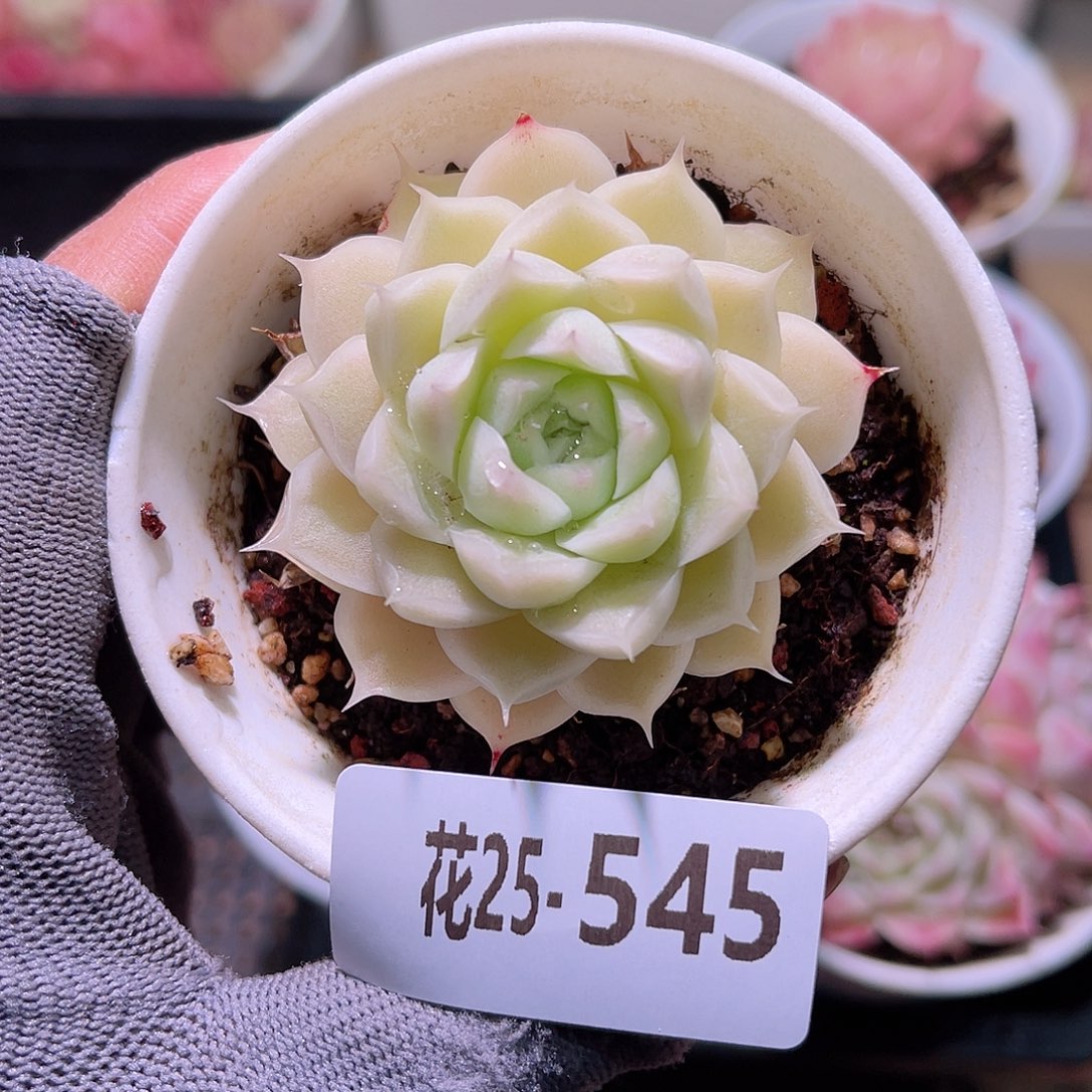 花25-545麦秆单头