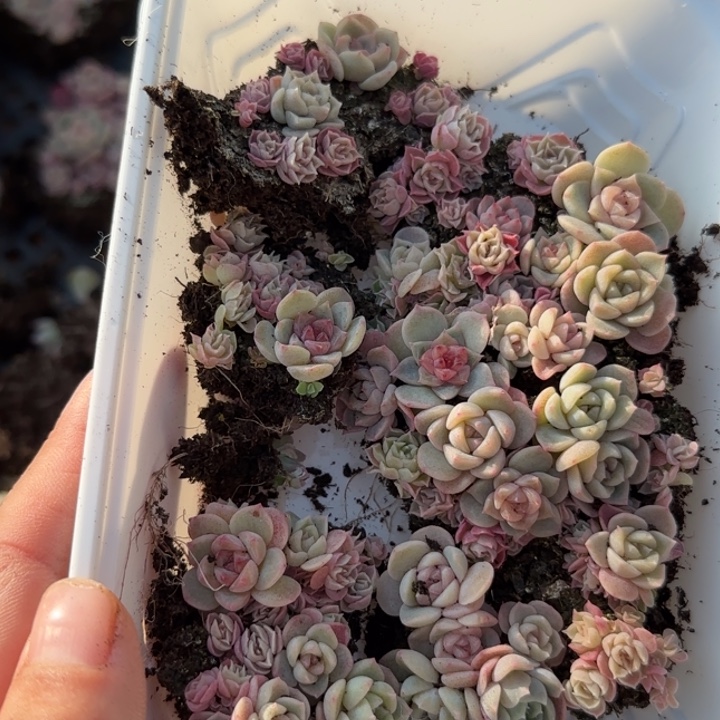 36王者系列种播苗一盒