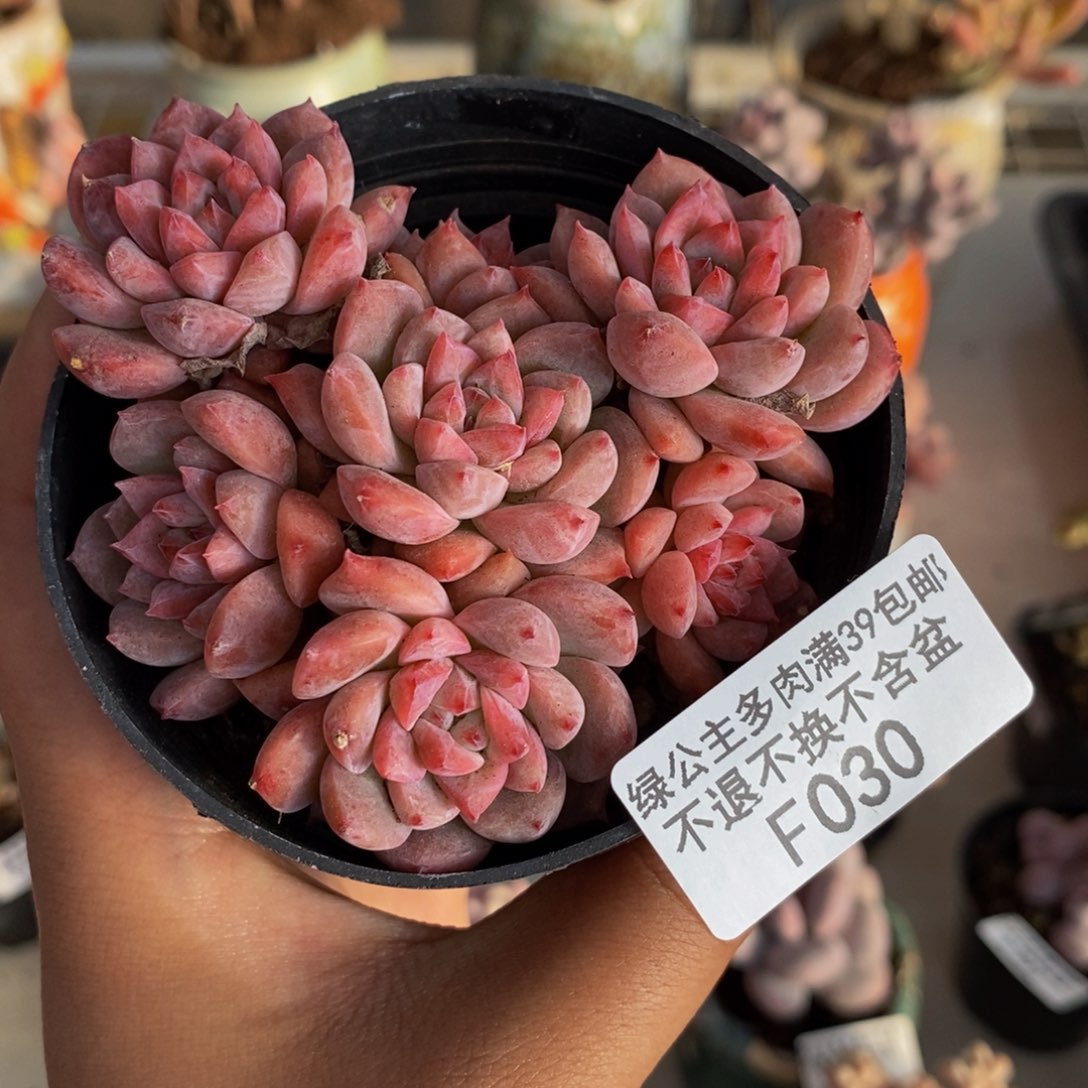 030迷你星星多肉不包整