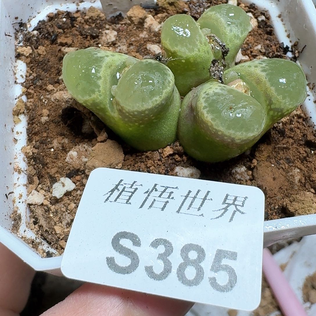 385号多肉植物哇f g
