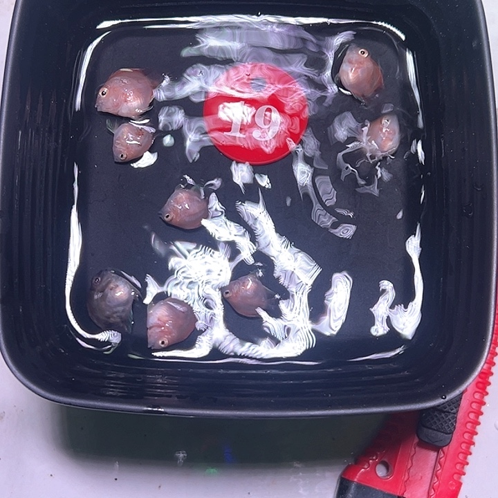 鹦鹉鱼19号，胭脂粉七摩卡1