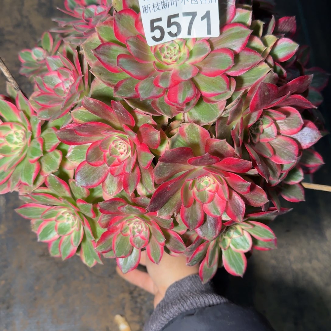 5571云和多肉植物