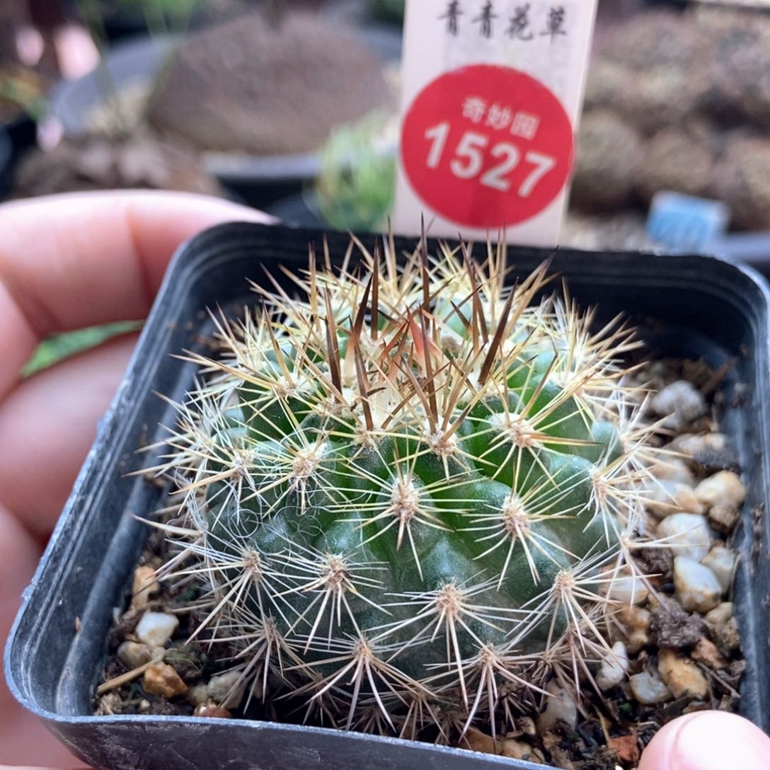 实生强刺智利球4cm