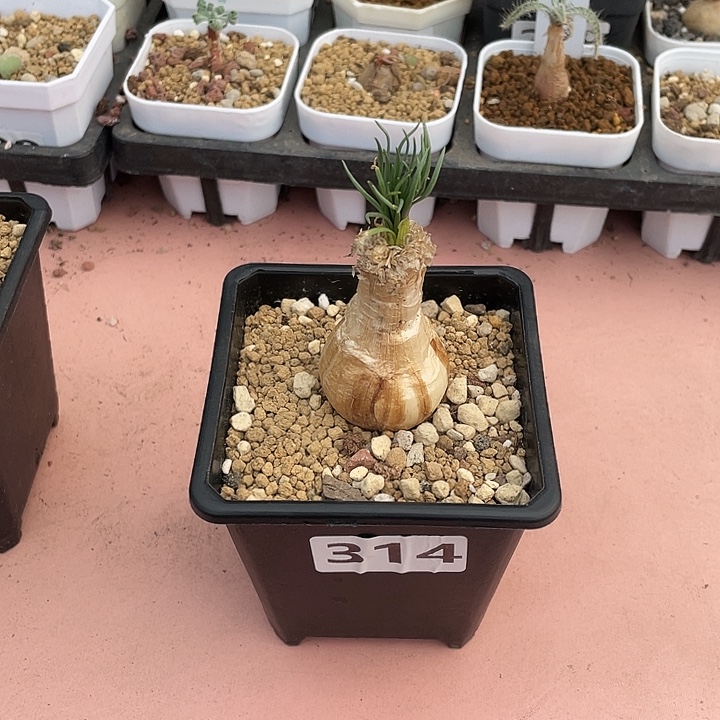 淡***季314产地GG弹簧草块根