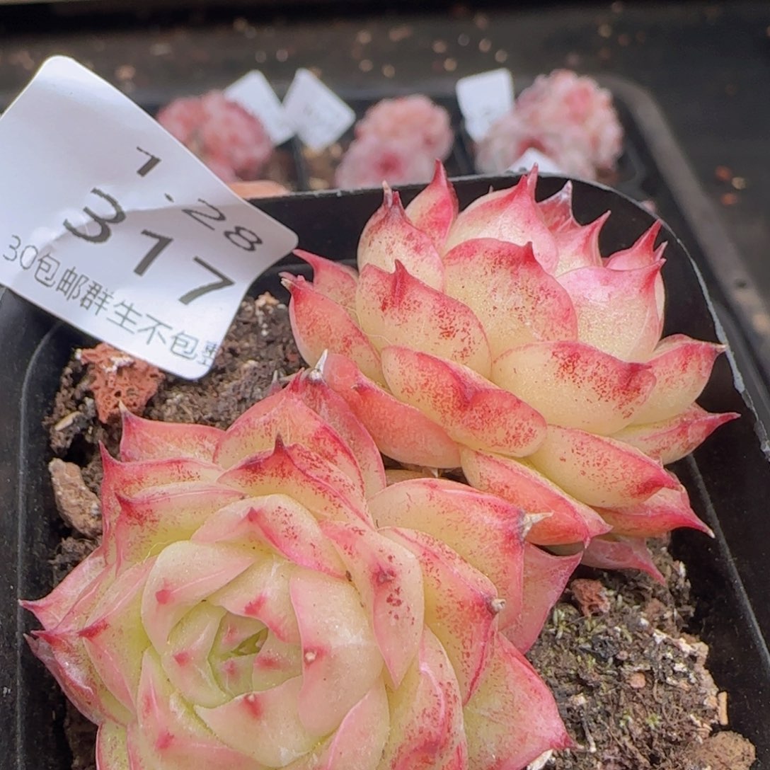 麦秆双头一颗脱土