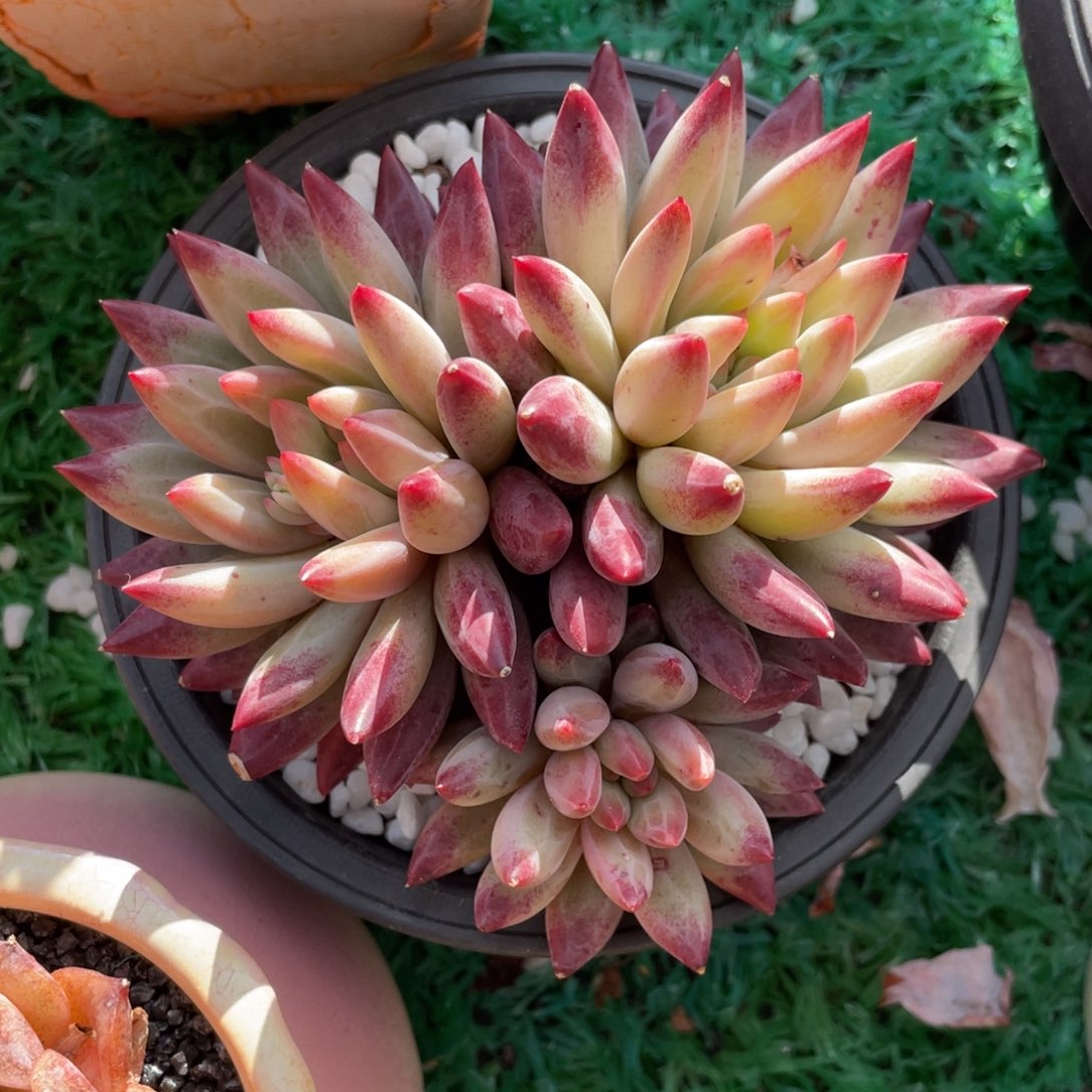 虞美人多肉植物盆栽