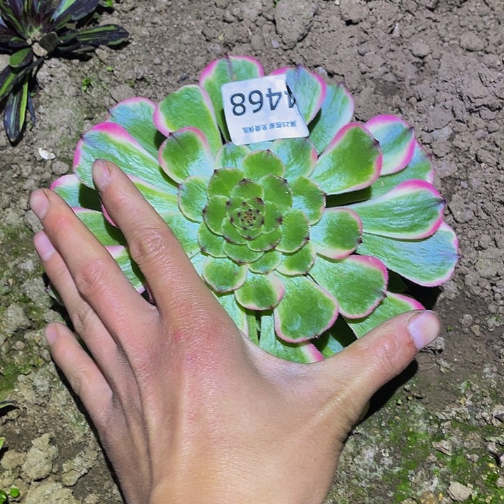 4468玉兔多肉植物