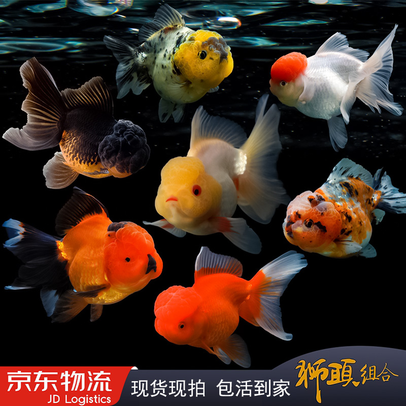 元宝狮千褶将军泰狮好养耐活观赏鱼金鱼鸿运当头金鱼