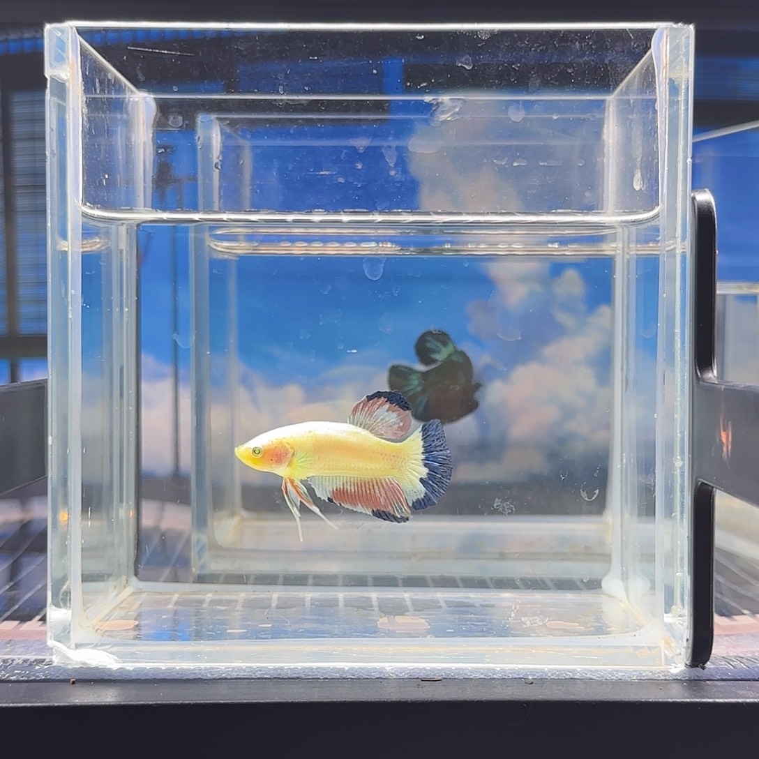 斗鱼精品斗鱼vip高品质粉荧光花