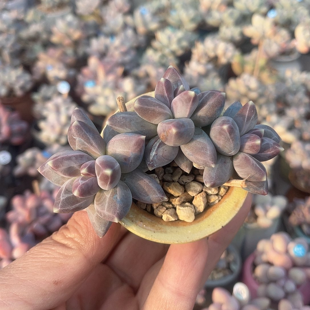 乌拉克拉 带盆发货 4口盆