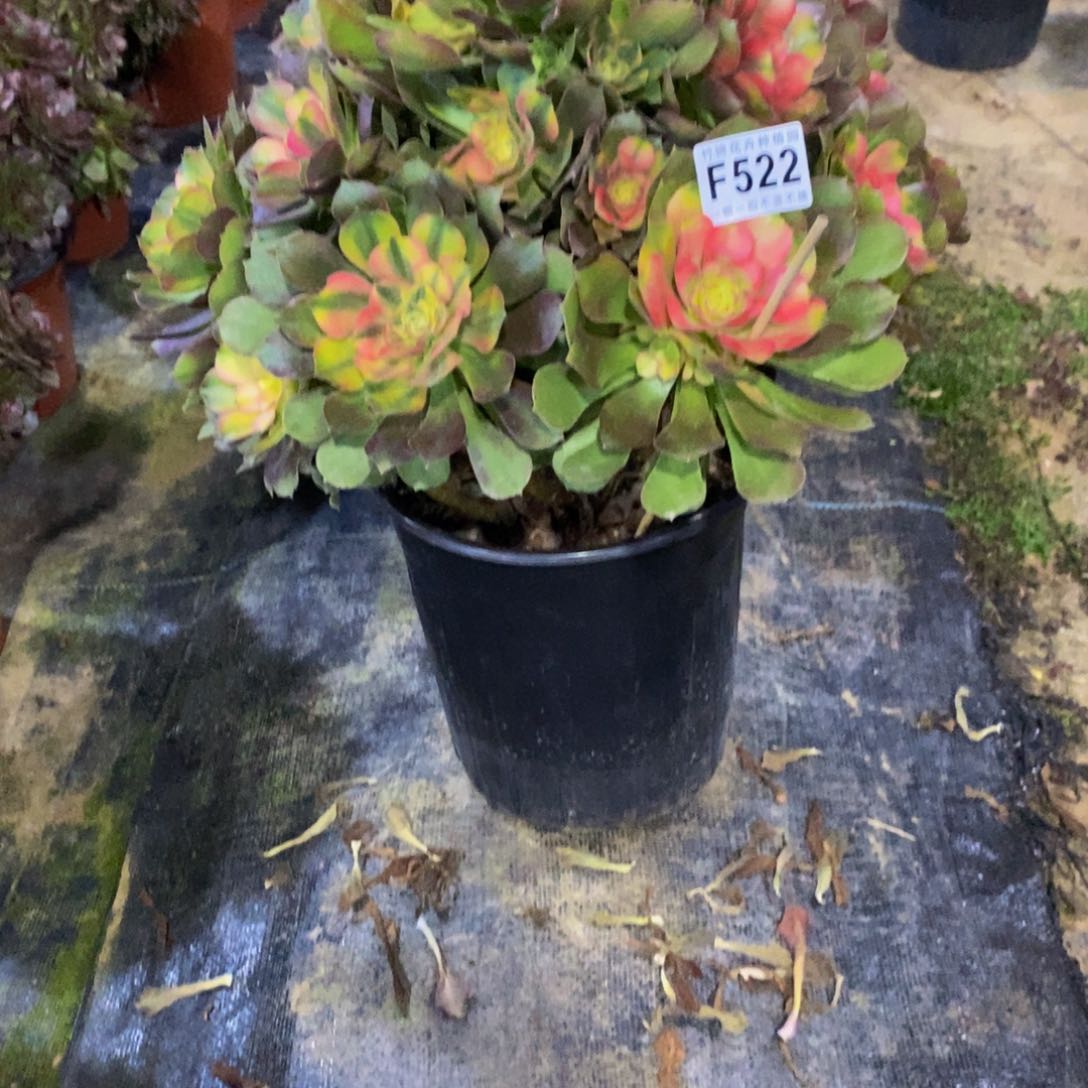 522雅典娜法师一棵