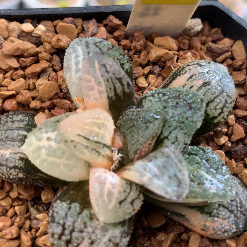 【闪购商品】191摩多