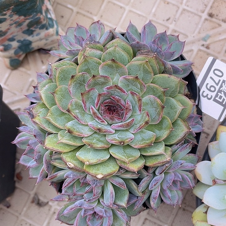 蓝色妖姬0793多肉植物