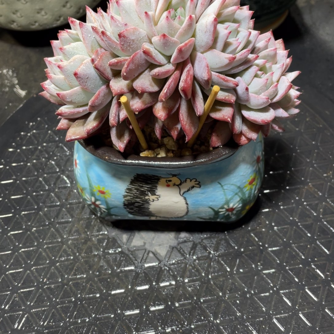 满68包邮发中通快递