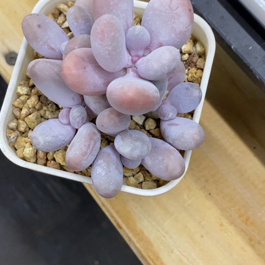 精品多肉一物一拍不包整240