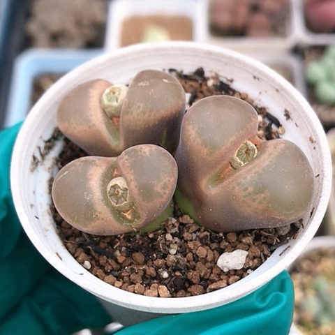 多肉肉锥 橙风铃