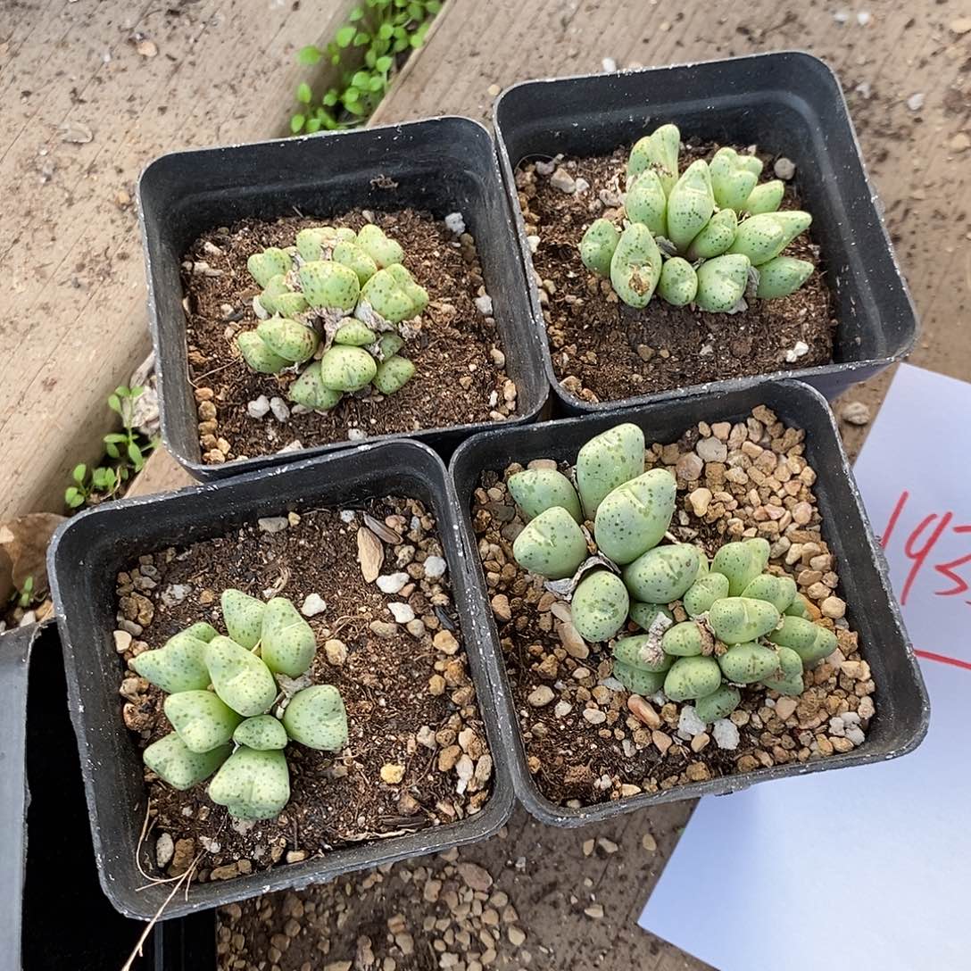 19353。   一盆斑马。   