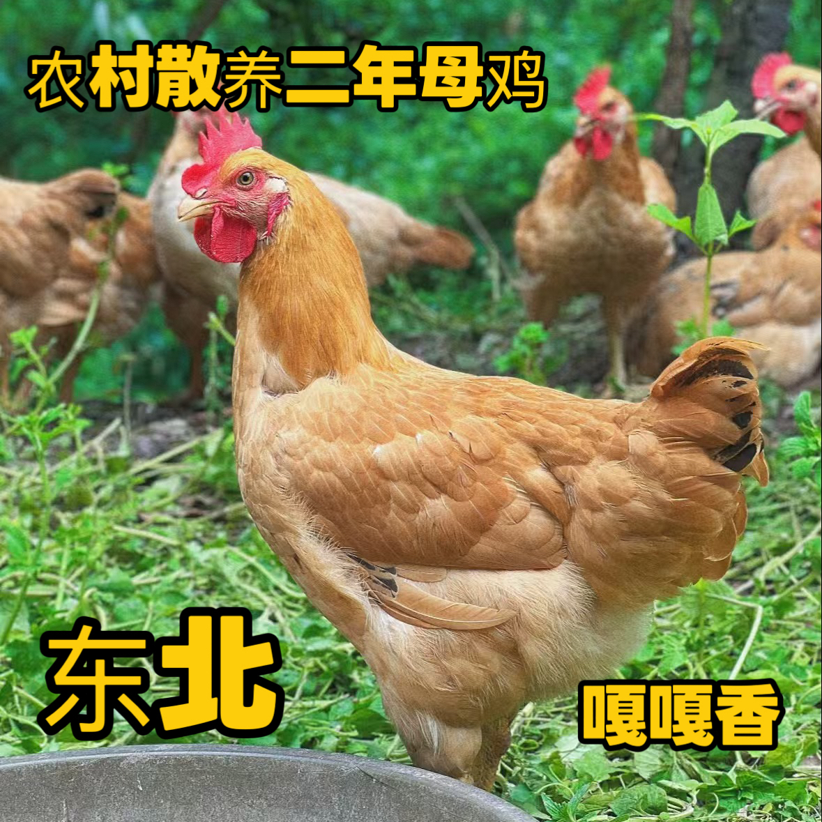 农家散养2年老母鸡 溜达鸡带心胗