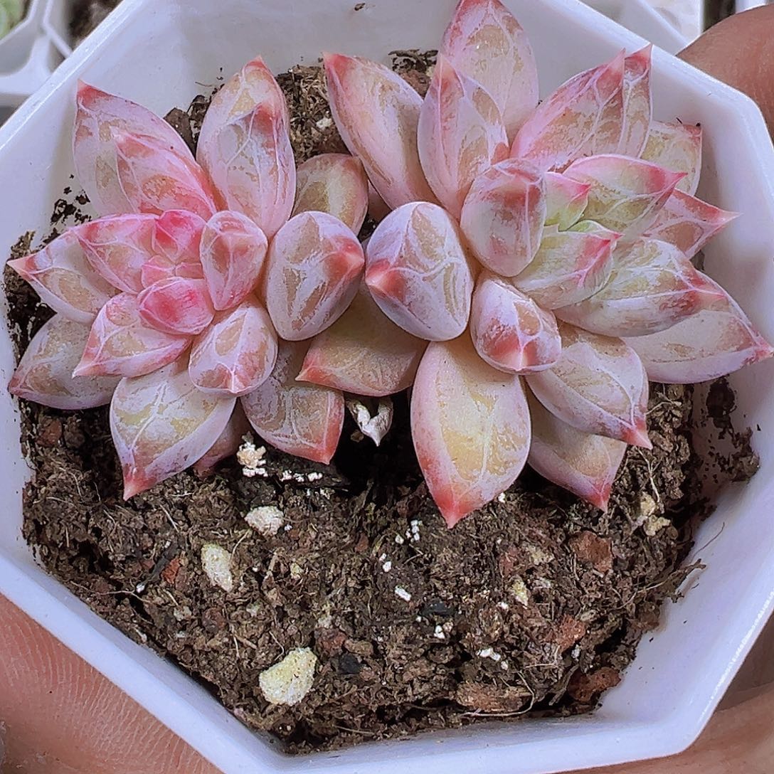 粉幻影美人双头样品