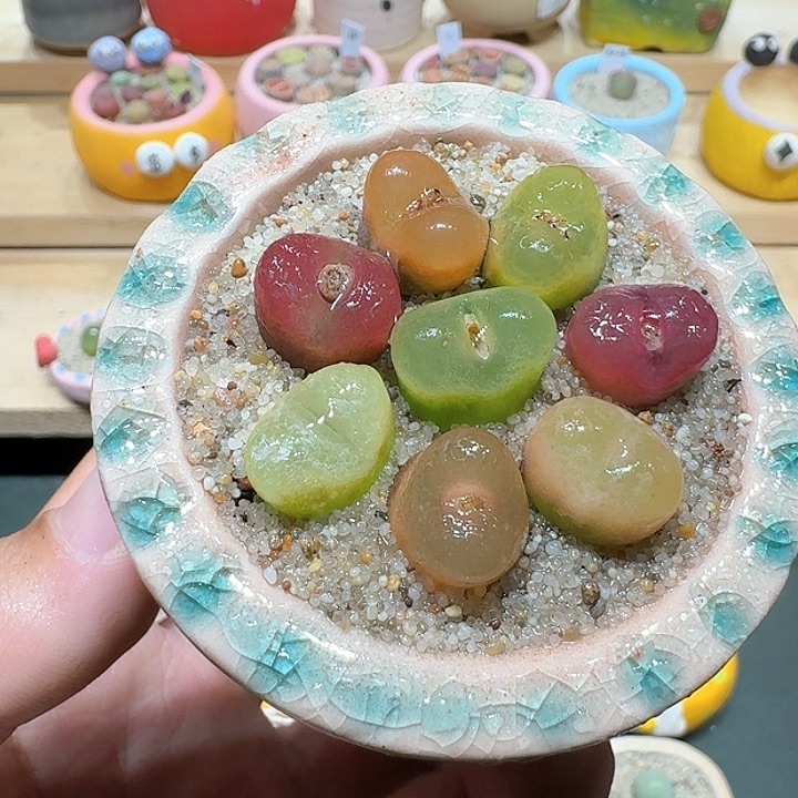 红陶蘑菇680毛汉尼