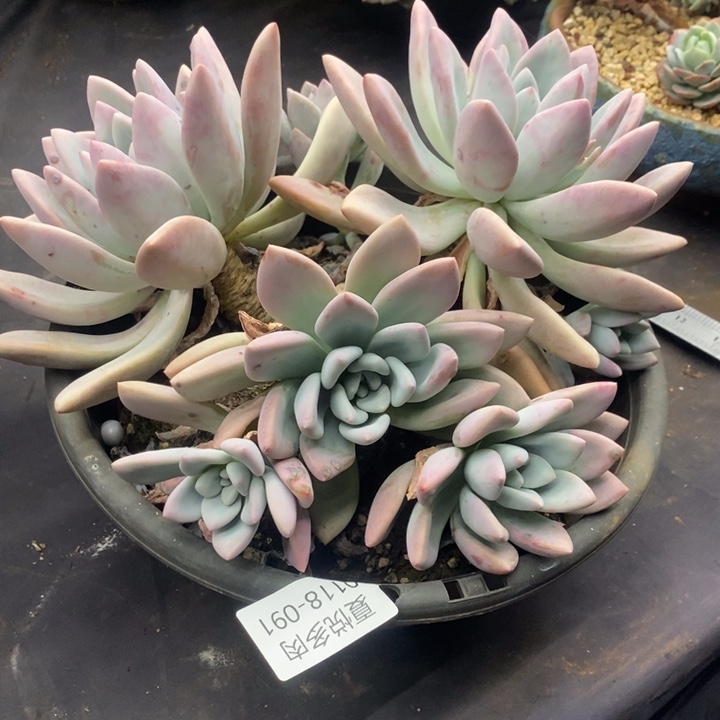 夏悦多肉0118-91奥普