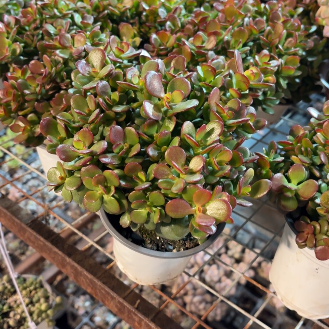 摇钱树多肉整群11㎝盆