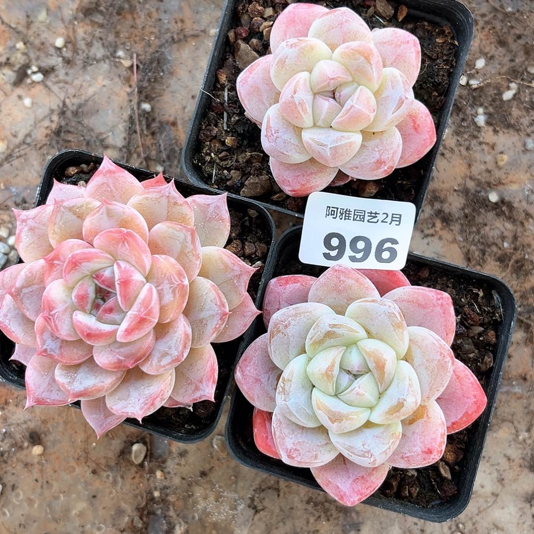 阿雅园艺。   996