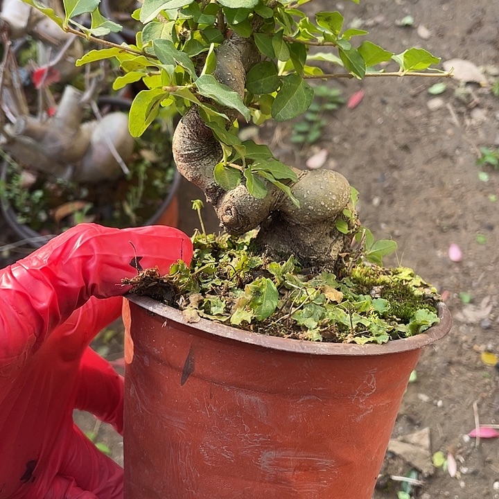永***^无花朵25菊花计划经济家