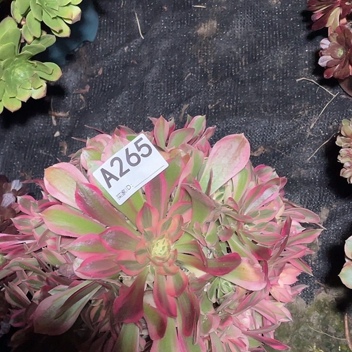 265女神法师3-9花花