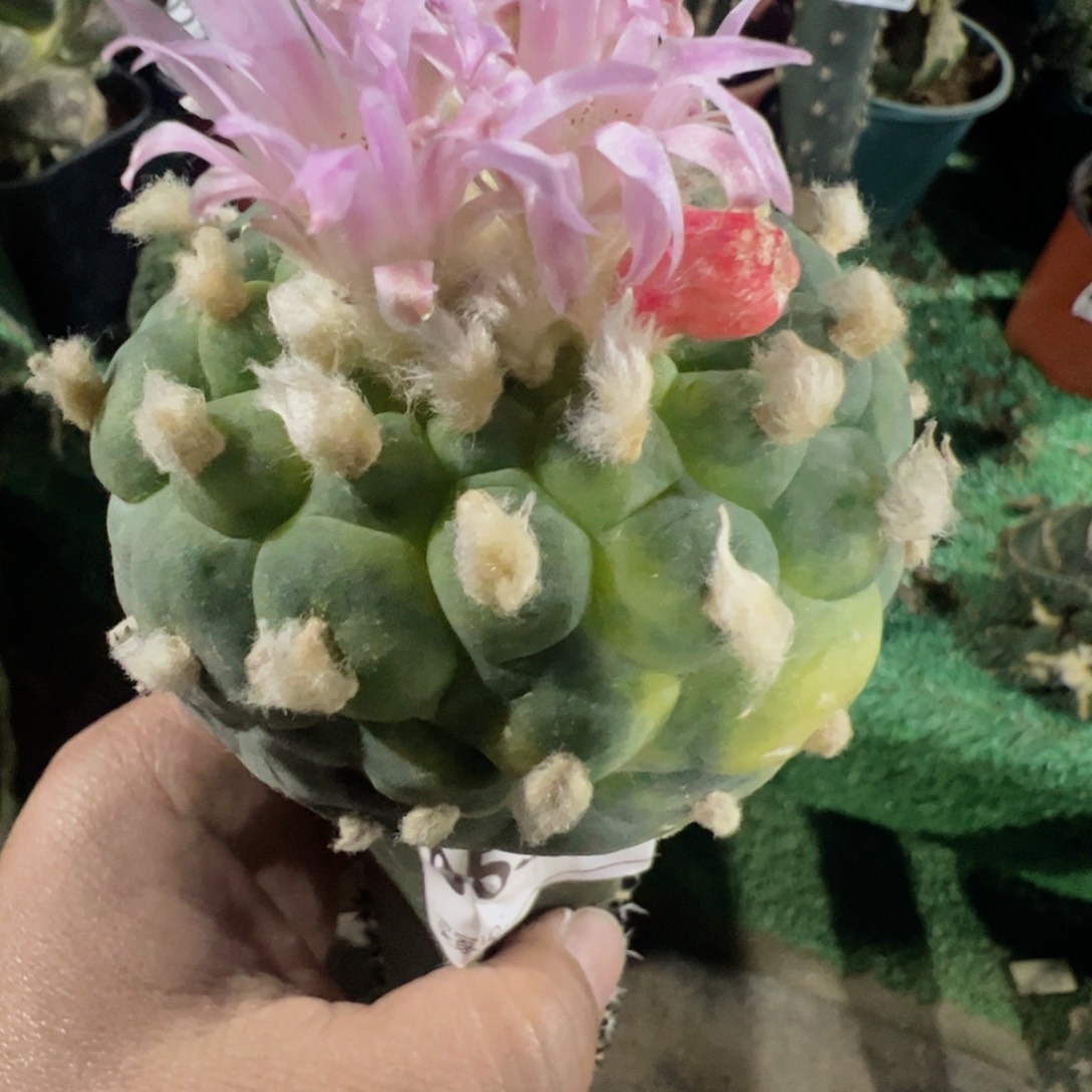 苗接大尤仙仙人球653