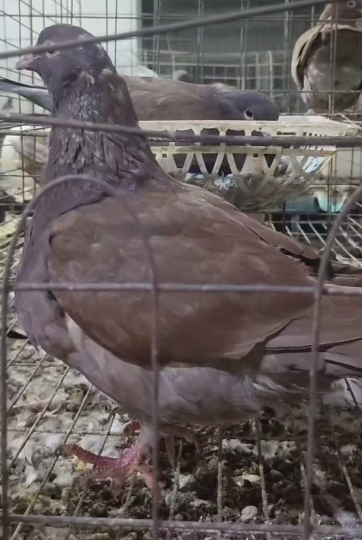 大体 红卡卡奴 黑卡 丹麦银王各种色系 种鸽