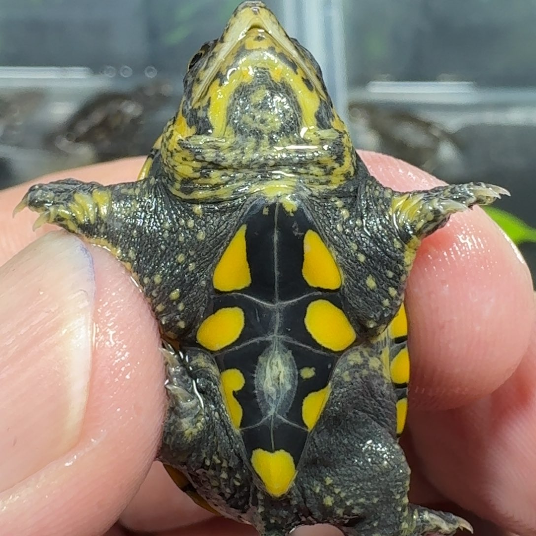 这***吗不分公母绿毛龟vkkjjj