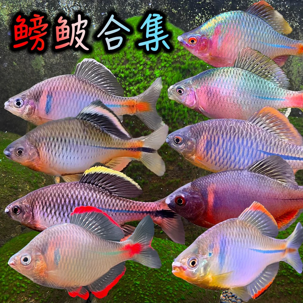 鳑鲏鱼合集鱲合集单一选购包邮包活包损发色自然靓丽耐养耐活