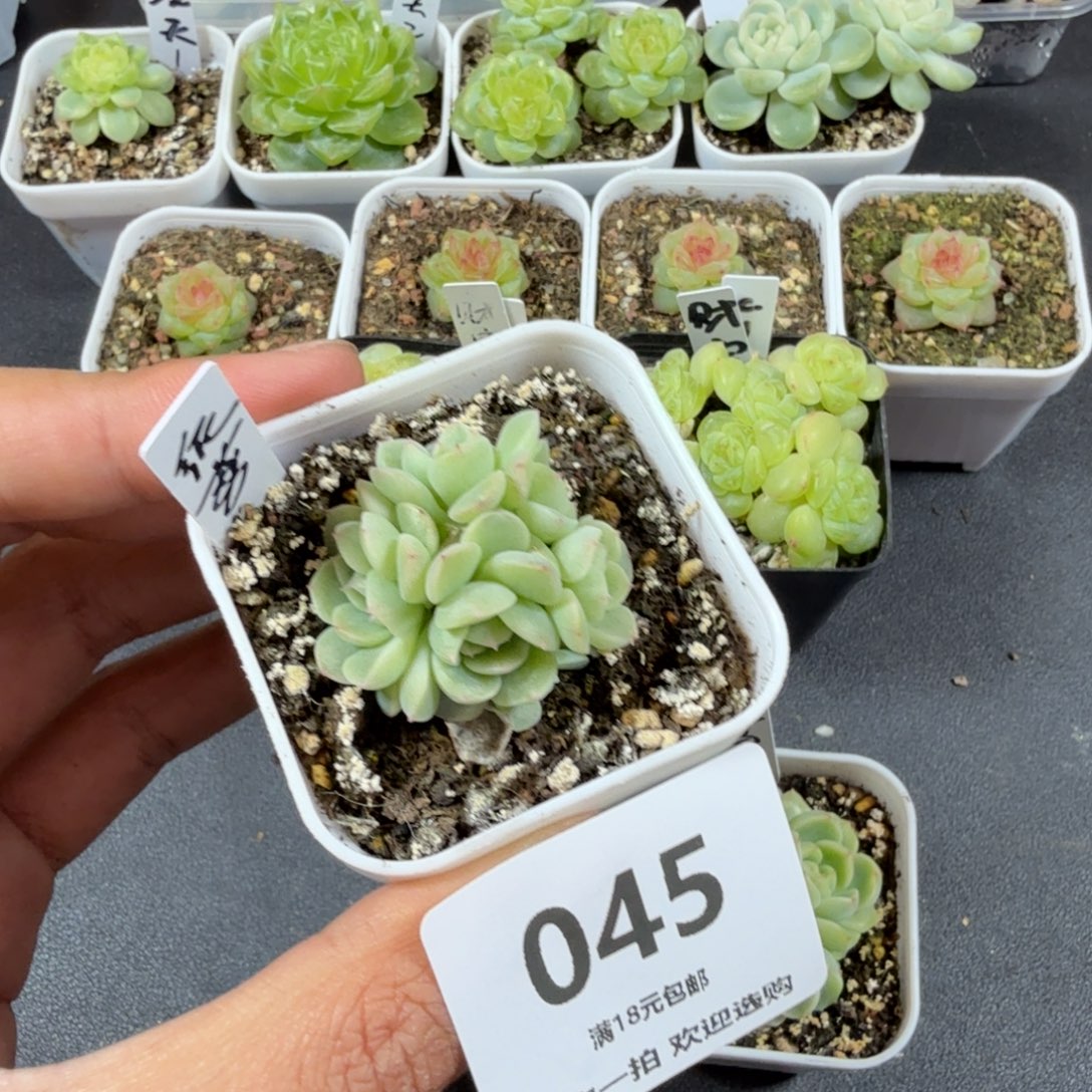 纸鸢六头一物一拍045