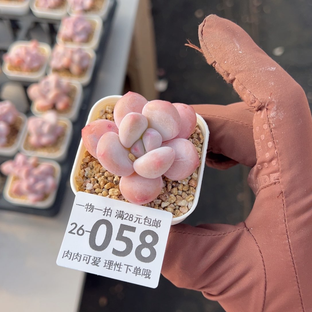 香水奶多肉多肉多肉多肉