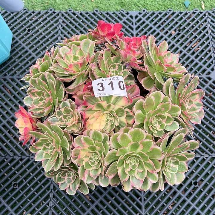 310西施多肉植物