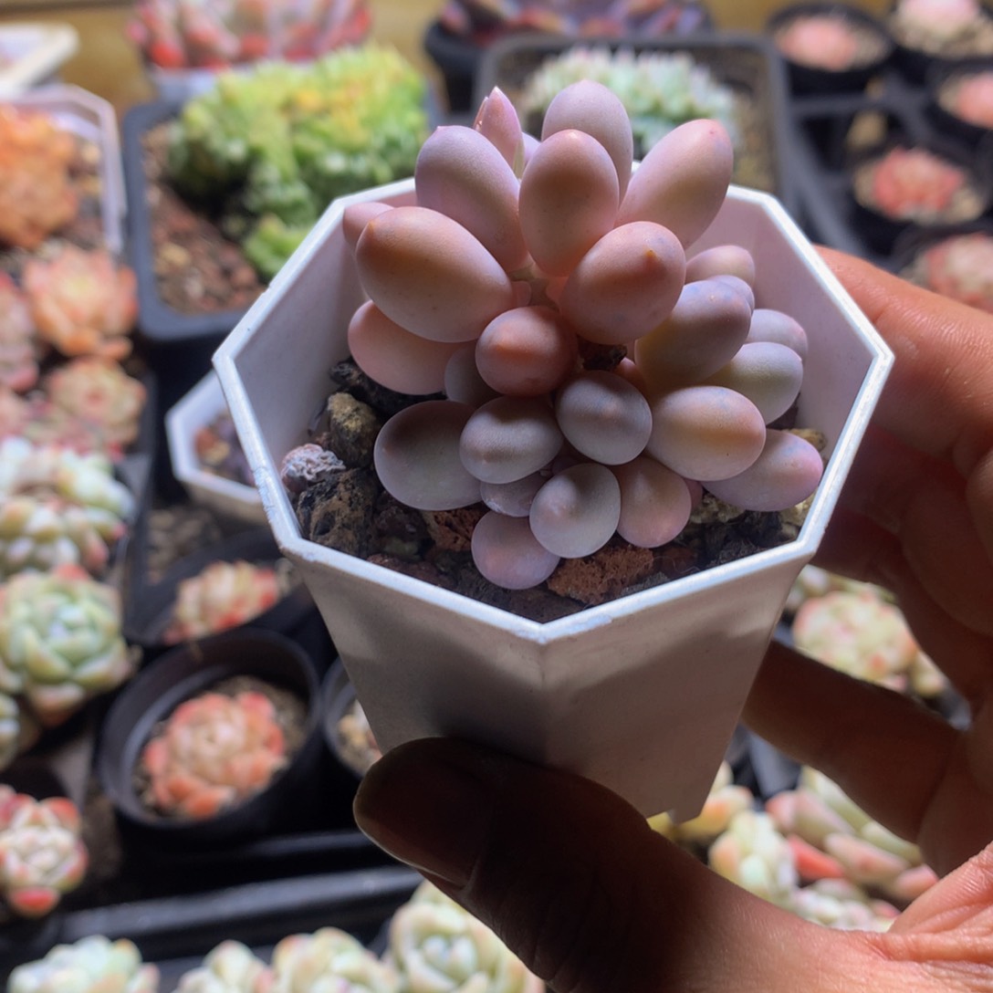 精控汤圆多肉一物一拍