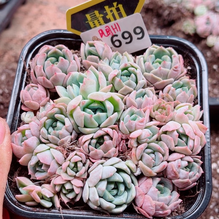 多肉植物多肉植物