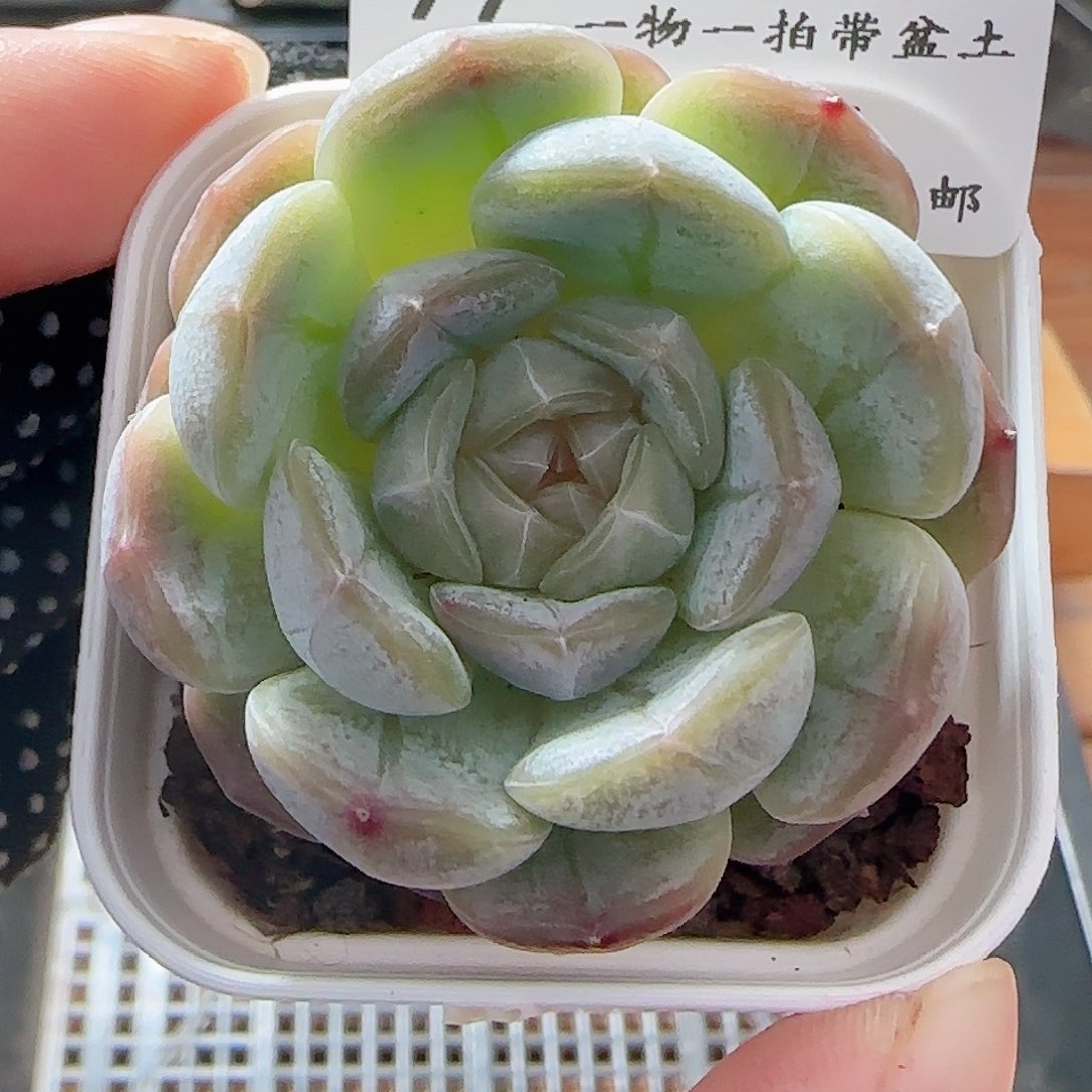 多肉0701-99白恋白恋