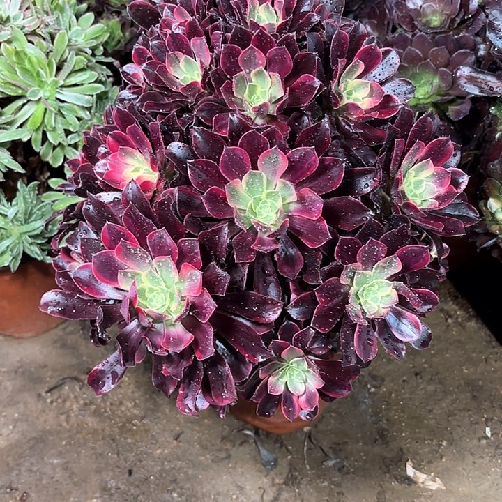 多肉植物金丝雀37