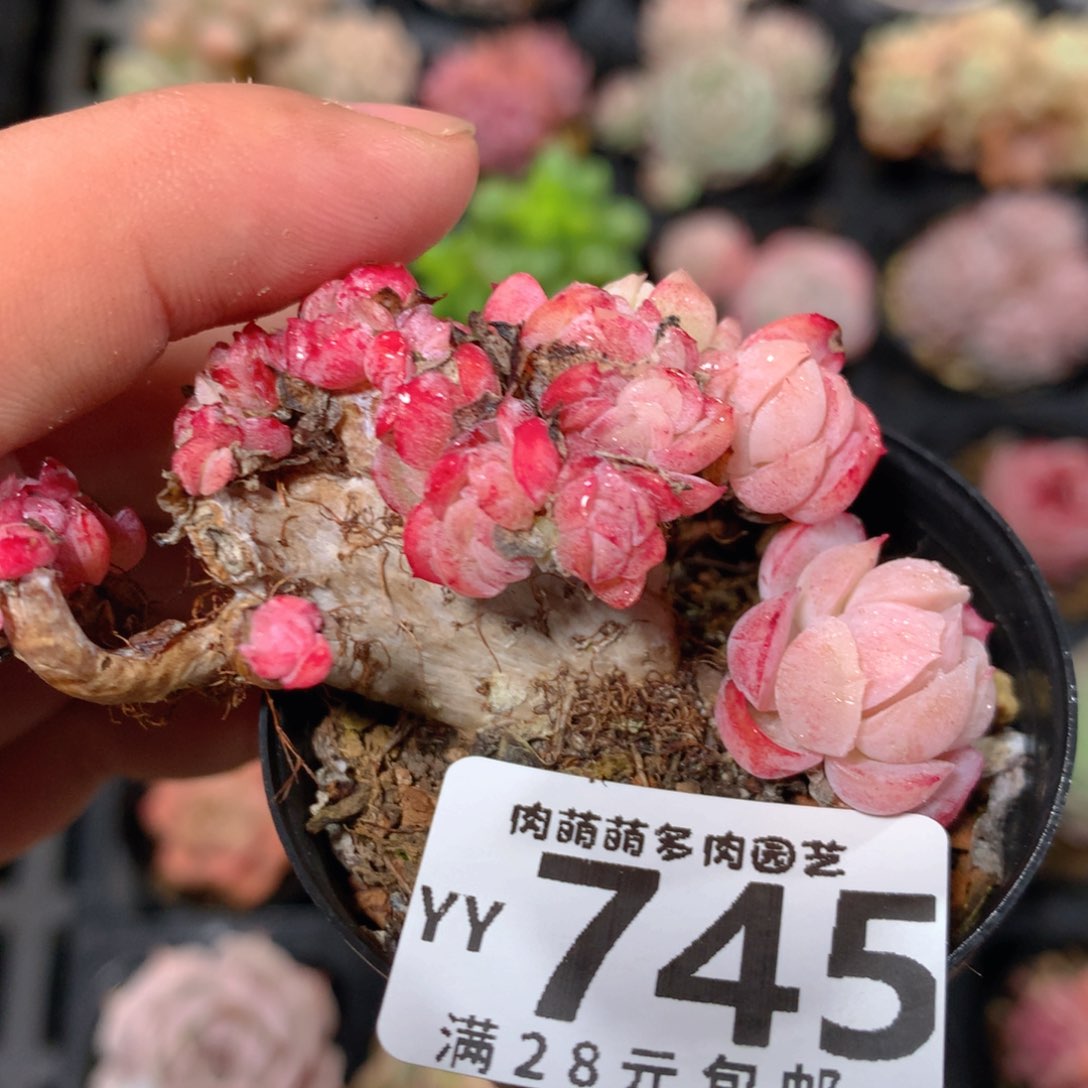 5CM拇指盆精控多肉YY745