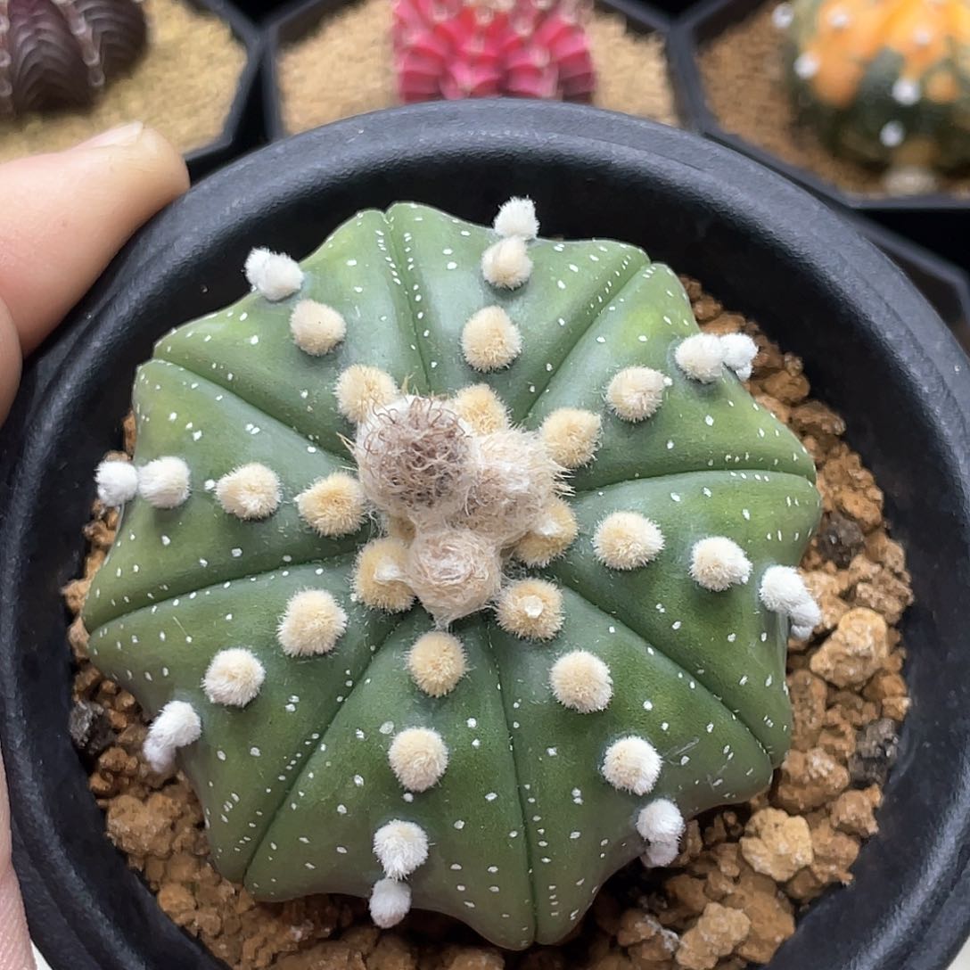 泰系实生根，大尤连尤海星兜